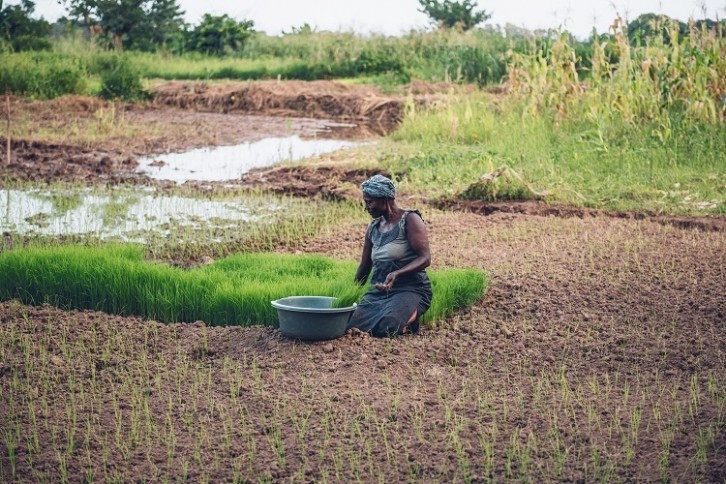 CRISPR-used-to-build-disease-resistance-in-African-rice-crops