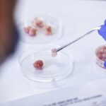 培养肉类生产中可产生自身生长因子的工程牛细胞